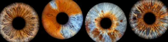 Vier Iriden als Wandbild – Klassisch – Irisfotografie von JALES – feine Motive in Münster