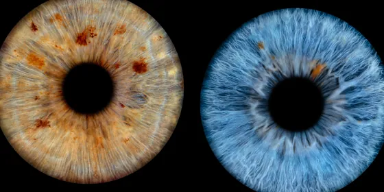 Zwei Iriden als Wandbild – Klassisch – Irisfotografie von JALES – feine Motive in Münster