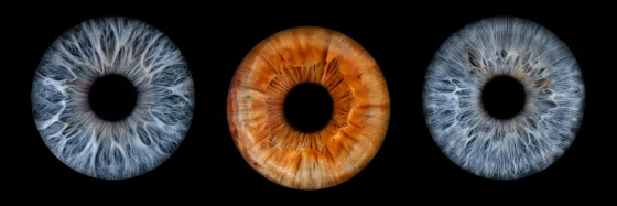 Drei Iriden als Wandbild – Klassisch – Irisfotografie von JALES – feine Motive in Münster