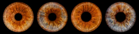 Vier Iriden als Wandbild – Klassisch – Irisfotografie von JALES – feine Motive in Münster