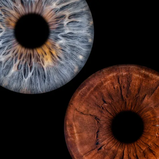 Zwei Iriden als Wandbild – Klassisch – Irisfotografie von JALES – feine Motive in Münster