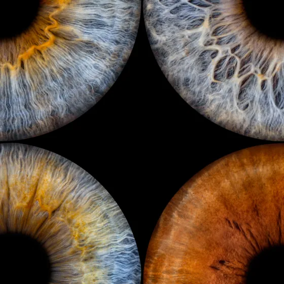 Vier Iriden als Wandbild – Klassisch – Irisfotografie von JALES – feine Motive in Münster