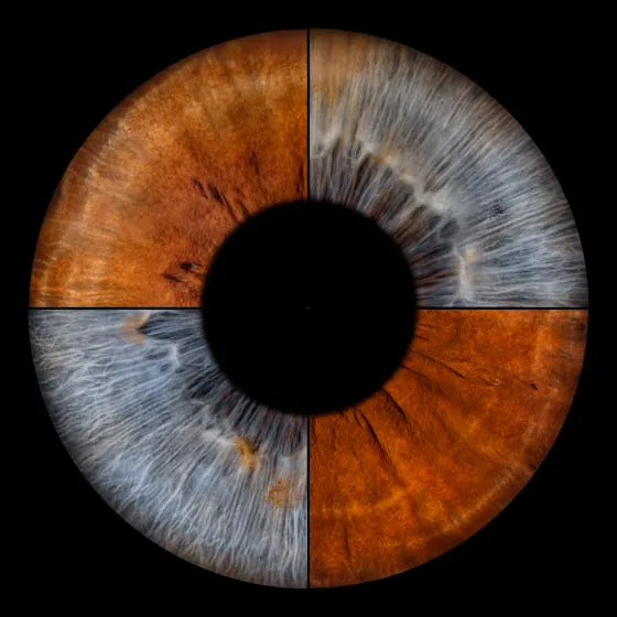 Vier Iriden als Wandbild – Klassisch – Irisfotografie von JALES – feine Motive in Münster