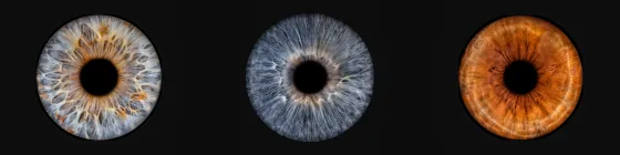 Drei Iriden als Wandbild – Klassisch – Irisfotografie von JALES – feine Motive in Münster