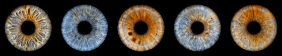 Fünf Iriden als Wandbild – Klassisch – Irisfotografie von JALES – feine Motive in Münster