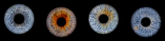 Vier Iriden als Wandbild – Klassisch – Irisfotografie von JALES – feine Motive in Münster