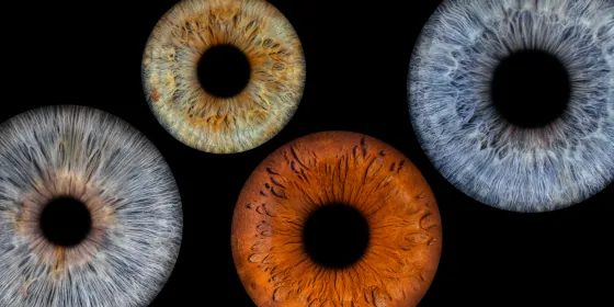 Vier Iriden als Wandbild – Klassisch – Irisfotografie von JALES – feine Motive in Münster