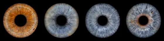 Vier Iriden als Wandbild – Klassisch – Irisfotografie von JALES – feine Motive in Münster