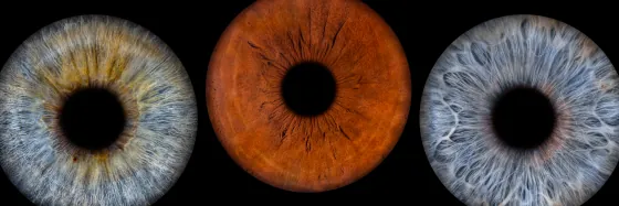 Drei Iriden als Wandbild – Klassisch – Irisfotografie von JALES – feine Motive in Münster