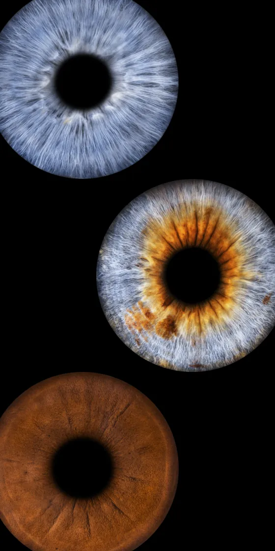 Drei Iriden als Wandbild – Klassisch – Irisfotografie von JALES – feine Motive in Münster