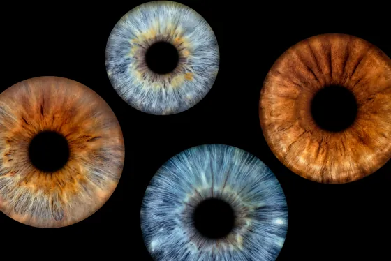 Vier Iriden als Wandbild – Klassisch – Irisfotografie von JALES – feine Motive in Münster