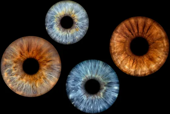 Vier Iriden als Wandbild – Klassisch – Irisfotografie von JALES – feine Motive in Münster