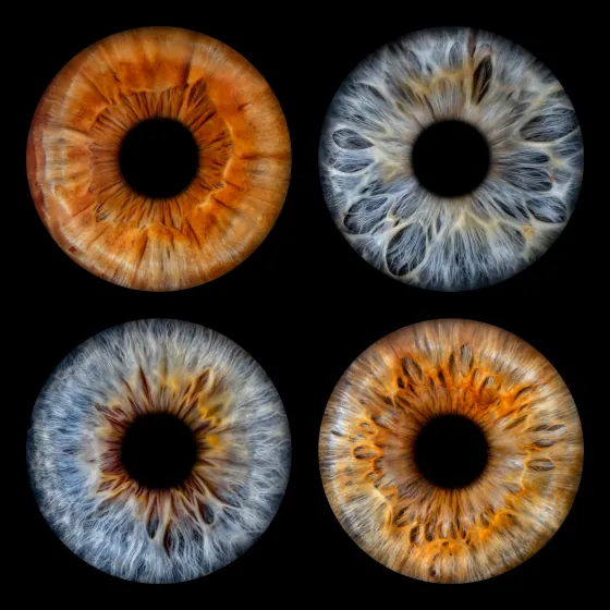 Vier Iriden als Wandbild – Klassisch – Irisfotografie von JALES – feine Motive in Münster