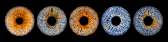 Fünf Iriden als Wandbild – Klassisch – Irisfotografie von JALES – feine Motive in Münster