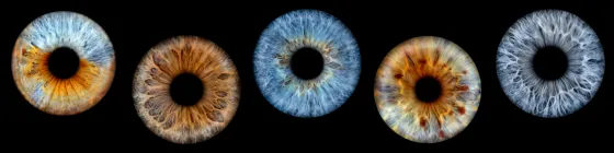 Fünf Iriden als Wandbild – Klassisch – Irisfotografie von JALES – feine Motive in Münster