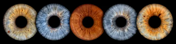 Fünf Iriden als Wandbild – Klassisch – Irisfotografie von JALES – feine Motive in Münster