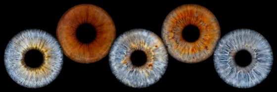 Fünf Iriden als Wandbild – Klassisch – Irisfotografie von JALES – feine Motive in Münster