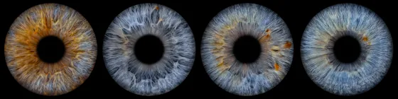 Vier Iriden als Wandbild – Klassisch – Irisfotografie von JALES – feine Motive in Münster