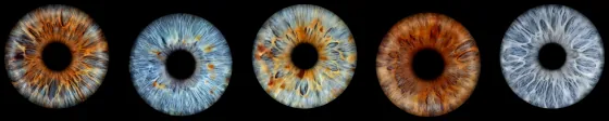 Fünf Iriden als Wandbild – Klassisch – Irisfotografie von JALES – feine Motive in Münster