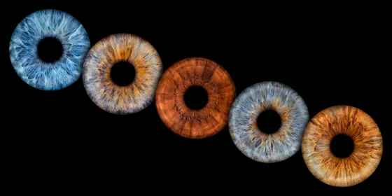 Fünf Iriden als Wandbild – Klassisch – Irisfotografie von JALES – feine Motive in Münster