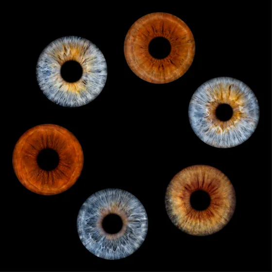 Sechs Iriden als Wandbild – Klassisch – Irisfotografie von JALES – feine Motive in Münster