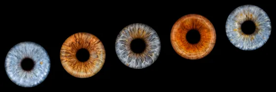 Fünf Iriden als Wandbild – Klassisch – Irisfotografie von JALES – feine Motive in Münster