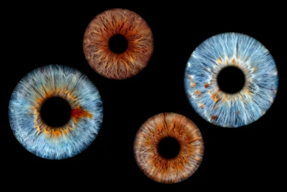 Vier Iriden als Wandbild – Klassisch – Irisfotografie von JALES – feine Motive in Münster