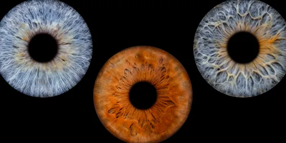 Drei Iriden als Wandbild – Klassisch – Irisfotografie von JALES – feine Motive in Münster