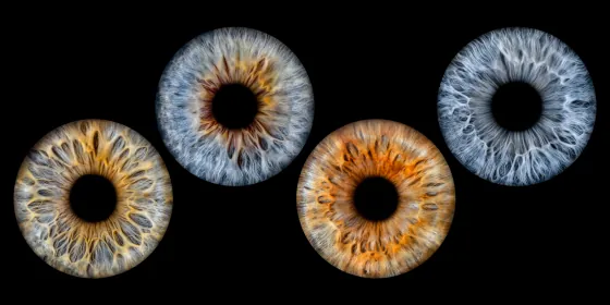 Vier Iriden als Wandbild – Klassisch – Irisfotografie von JALES – feine Motive in Münster