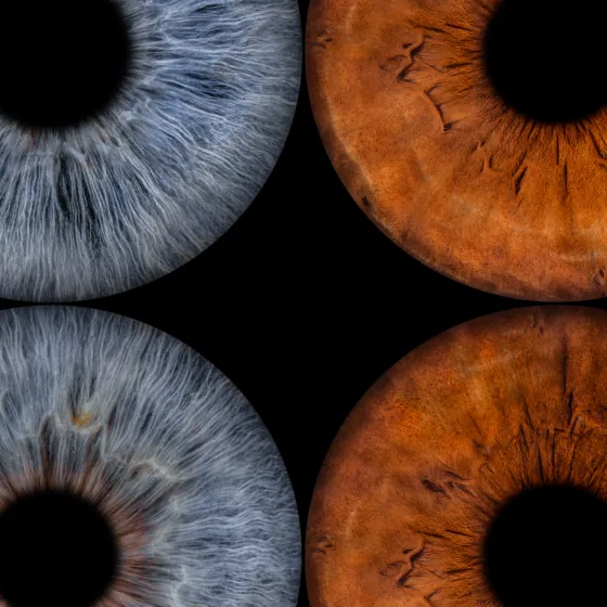Vier Iriden als Wandbild – Klassisch – Irisfotografie von JALES – feine Motive in Münster
