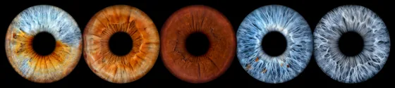Fünf Iriden als Wandbild – Klassisch – Irisfotografie von JALES – feine Motive in Münster