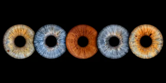 Fünf Iriden als Wandbild – Klassisch – Irisfotografie von JALES – feine Motive in Münster