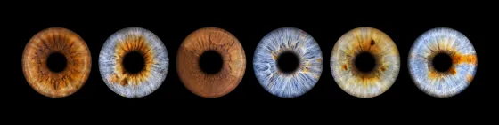 Sechs Iriden als Wandbild – Klassisch – Irisfotografie von JALES – feine Motive in Münster