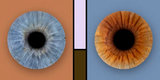 Zwei Iriden auf Farbfeldern: blaugraue Iris auf Terrakotta, kupferbraune auf Taubenblau, dazwischen ein schmaler Streifen in Flieder und Dunkelbraun – Iris-Wandbild Artikel 0135, Farbfeld