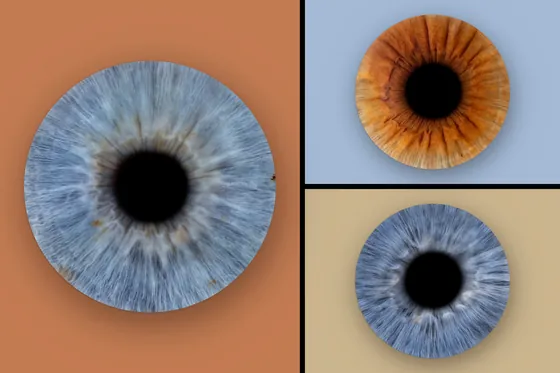 Drei Iriden auf Farbfeldern: große blaugraue Iris auf Terrakotta, rechts eine kupferbraune auf Hellblau und eine blaugraue auf Sand – Iris-Wandbild Artikel 0136, Farbfeld