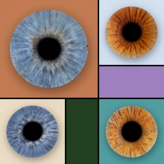 Vier Iriden auf Farbfeldern mit schwarzen Fugen: große blaugraue Iris auf Terrakotta, dazu kupferbraun auf Eisblau, blaugrau auf Creme und kupferbraun auf Petrol, zwei leere Felder in Flieder und Tannengrün – Iris-Wandbild Artikel 0137, Farbfeld