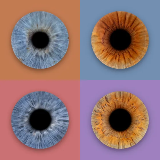 Vier gleich große Felder in Terrakotta, Taubenblau, Altrosa und Flieder, darauf abwechselnd blaugraue und kupferbraune Iriden – Iris-Wandbild Artikel 0138, Farbquartett