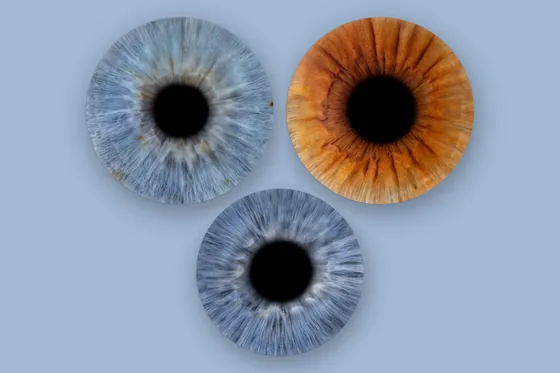 Drei Iriden, zwei blaugraue und eine kupferbraune, als Gruppe auf hellblauem Grund – Iris-Wandbild Artikel 0139, Familienfoto auf Farbe