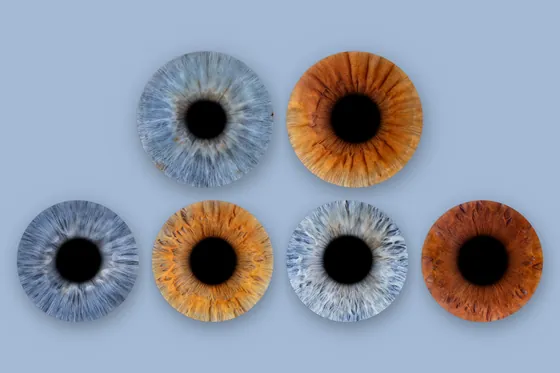 Sechs Iriden, oben zwei große, unten vier kleinere, in Blaugrau, Kupferbraun, Hellgrau und Rotbraun auf hellblauem Grund – Iris-Wandbild Artikel 0142, Familienfoto auf Farbe