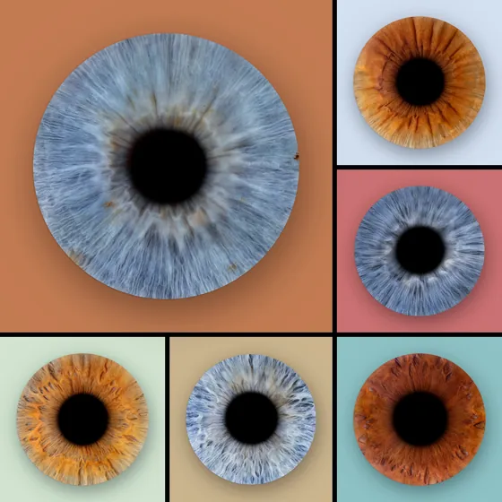 Sechs Iriden auf Farbfeldern: eine große blaugraue Iris auf Terrakotta, daneben und darunter fünf kleinere auf Eisblau, Altrosa, Mint, Sand und Petrol – Iris-Wandbild Artikel 0143, Farbfeld