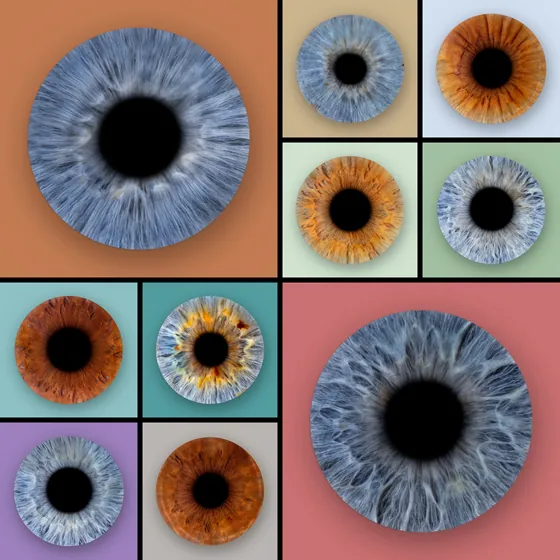 Zehn Iriden auf Farbfeldern: zwei große blaugraue Iriden in gegenüberliegenden Ecken auf Terrakotta und Altrosa, dazwischen acht kleinere auf hellen und kräftigen Feldern – Iris-Wandbild Artikel 0147, Farbfeld