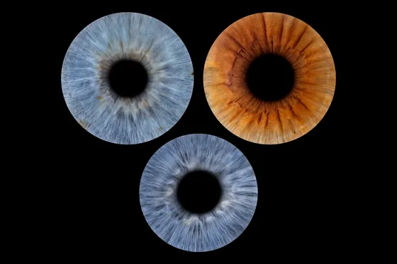 Drei Iriden, zwei blaugraue und eine kupferbraune, als Gruppe auf Schwarz – Iris-Wandbild Artikel 0148, Familienfoto