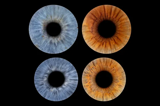 Vier Iriden in zwei Reihen, blaugrau und kupferbraun im Wechsel, auf Schwarz – Iris-Wandbild Artikel 0149, Familienfoto
