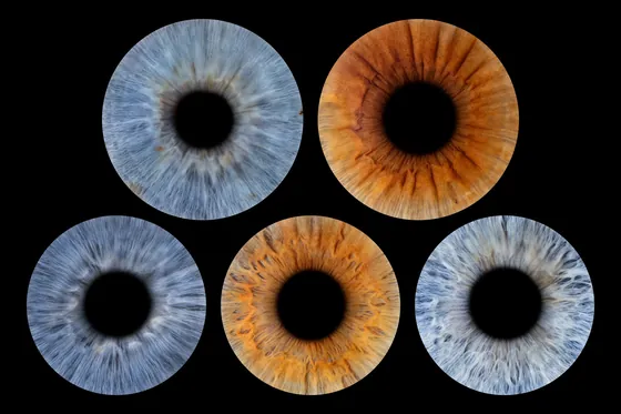 Fünf Iriden, oben zwei, unten drei, in Blaugrau, Kupferbraun und Hellgrau auf Schwarz – Iris-Wandbild Artikel 0150, Familienfoto