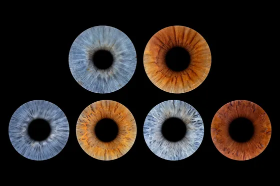Sechs Iriden, oben zwei, unten vier, in Blaugrau, Kupferbraun, Hellgrau und Rotbraun auf Schwarz – Iris-Wandbild Artikel 0151, Familienfoto
