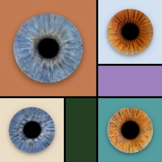 Vier Iriden auf Farbfeldern mit schwarzen Fugen: große blaugraue Iris auf Terrakotta, kupferbraun auf Eisblau, blaugrau auf Creme und kupferbraun auf Petrol, dazu Felder in Flieder und Tannengrün – Iris-Wandbild Artikel 0152, Farbfeld