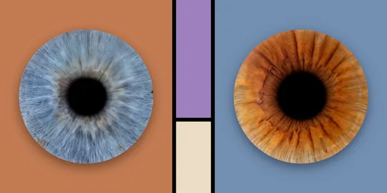 Zwei Iriden auf Farbfeldern: blaugraue Iris auf Terrakotta, kupferbraune auf Taubenblau, dazwischen ein schmaler Streifen in Flieder und Creme – Iris-Wandbild Artikel 0153, Farbfeld