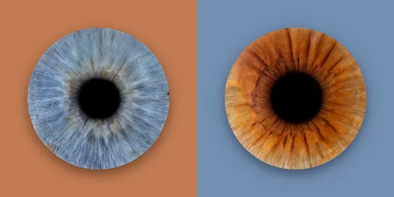 Zwei Iriden nebeneinander auf zwei Farbfeldern: blaugrau auf Terrakotta, kupferbraun auf Taubenblau – Iris-Wandbild Artikel 0154, Farbreihe