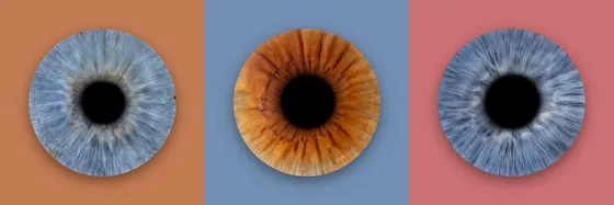 Drei Iriden in einer Reihe auf Feldern in Terrakotta, Taubenblau und Altrosa – Iris-Wandbild Artikel 0155, Farbreihe