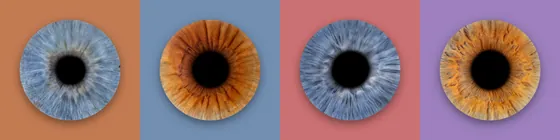 Vier Iriden in einer Reihe auf Feldern in Terrakotta, Taubenblau, Altrosa und Flieder – Iris-Wandbild Artikel 0156, Farbreihe